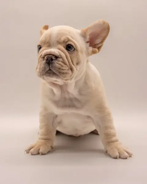 Chiot bouledogue français crème assis sur un fond clair