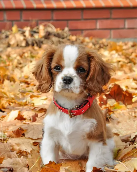 Chiot cavalier king charles blenheim assis dans les feuilles d’automne