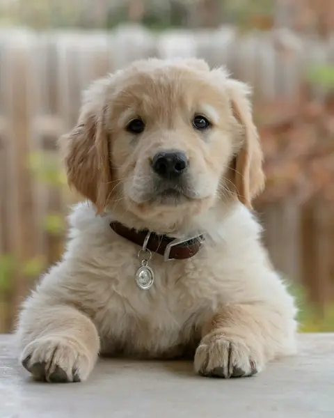 Chiot golden retriever couché, pattes en avant, regardant l’objectif