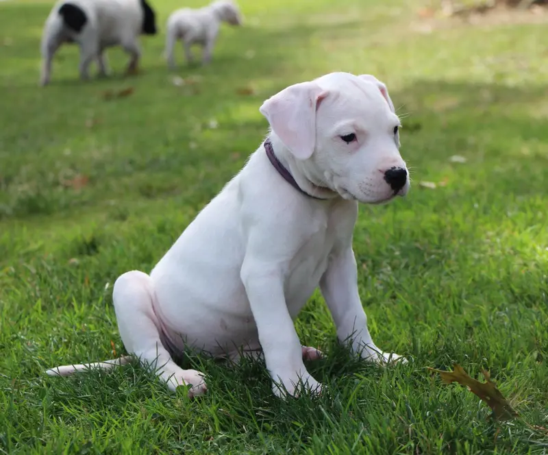 BRAVA : Collier Violet, Dogue argentin, élevage De la Notte di Cane