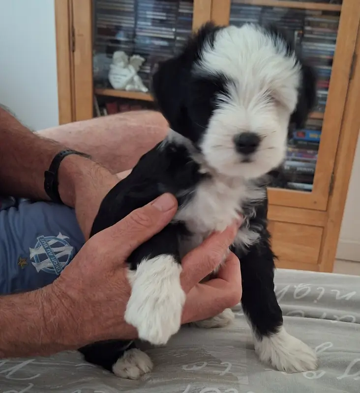 Bodhi Dawa Nyima, Terrier tibétain, élevage à Layrac