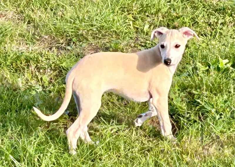 Biscuit, Whippet, élevage Domaine le Haut Blanc Mesnil