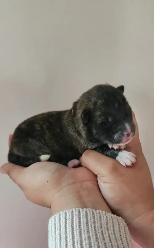 Portée de Akita inu, élevage Of Imperial Kitsune