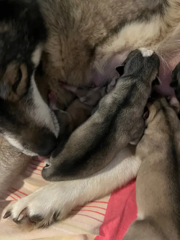 Portée de Husky sibérien, élevage De la Fleur de Lys de la Ternoise