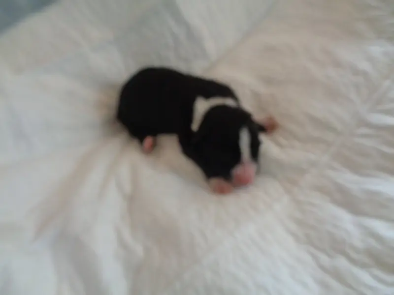 Chiot, Bearded collie, élevage A Dream of Bear'D
