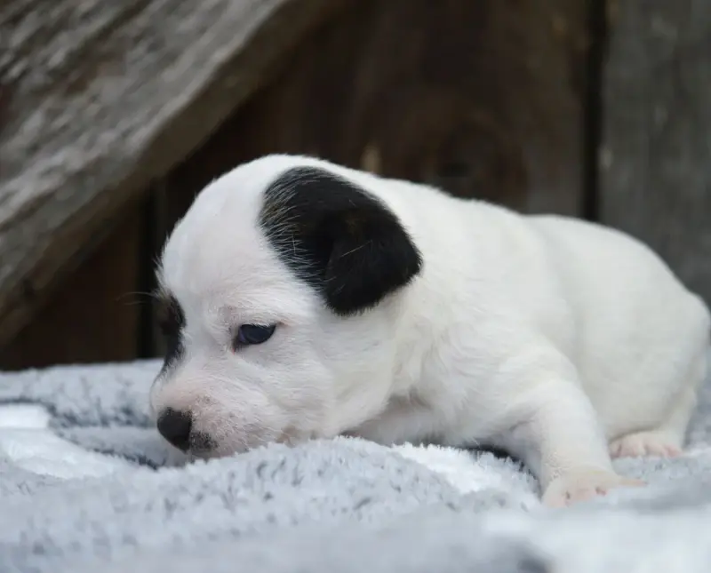Chiot, Parson Russell terrier, élevage Du Site Corot