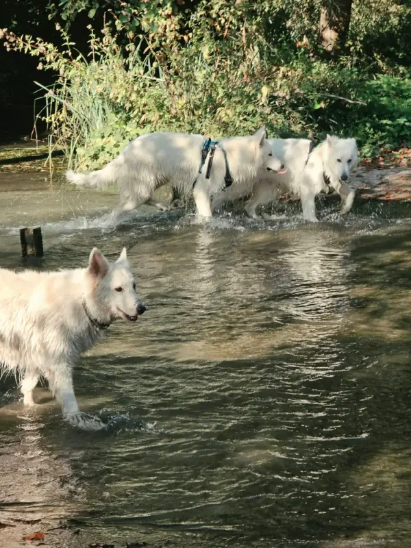 Portée de Berger blanc suisse, élevage Du Flo des Roses